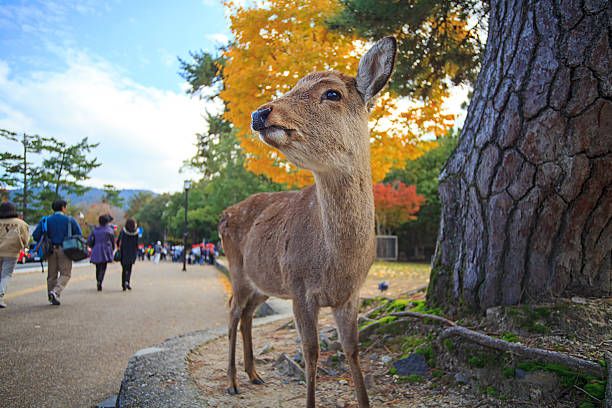 Deer in Nara, Japan, at fall for adv or others purpose use