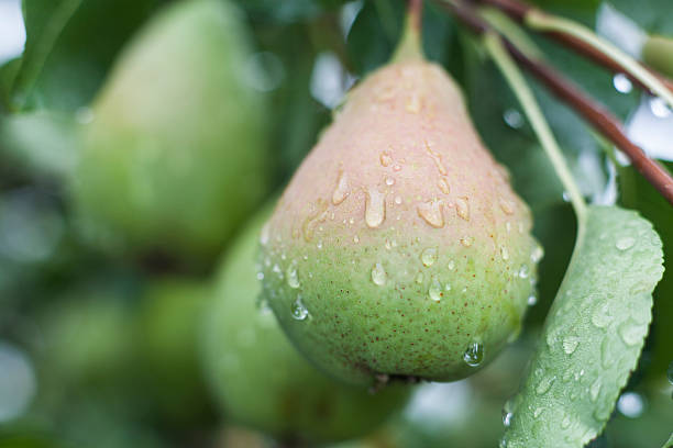 istock Branch of Pears 498505910