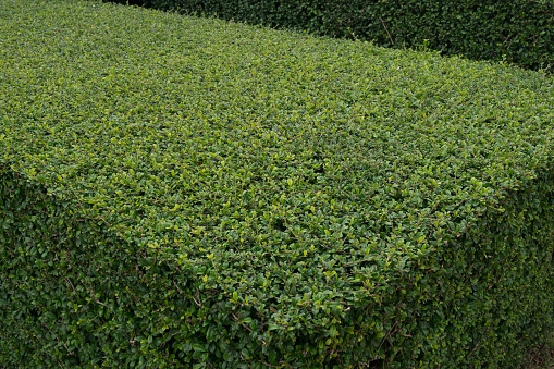 Texture of green hedge with diagonal lines.