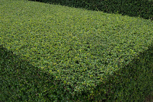 Green hedge stock photo