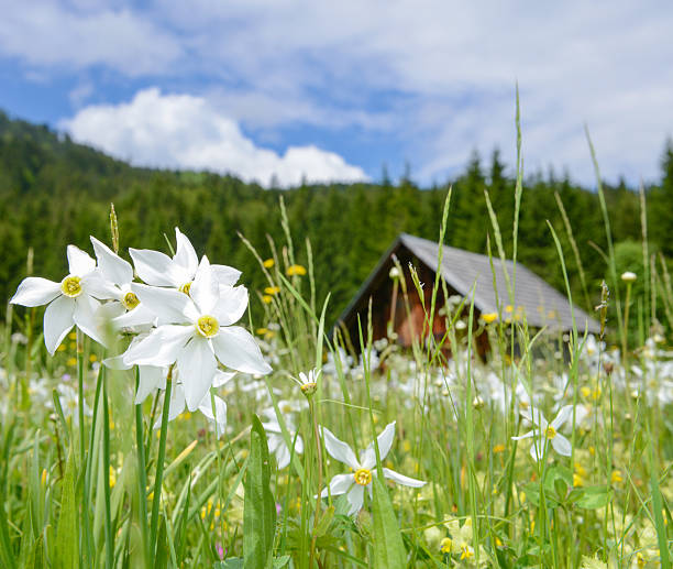 meadow voll mit narzissen, österreichischen alpen - ausseerland stock-fotos und bilder