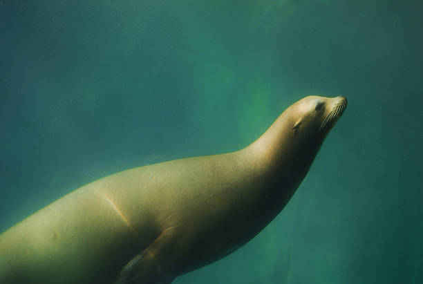 Sea Lion Swimming Underwater