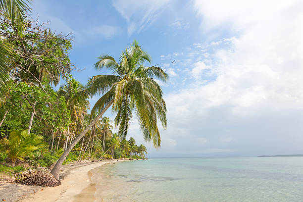 istock Starfish beach, Bocas del Toro, Panama 498508185
