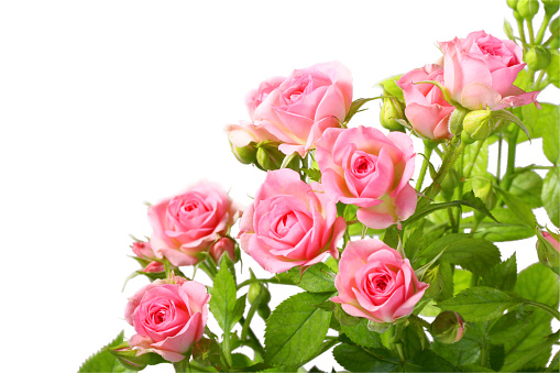 Group of pink roses with green leafes. Isolated on white background. Close-up. Studio photography.
