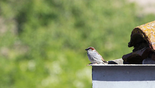 istock Pidgeon on the roof 2 498508331