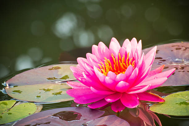 istock Lotus Flower Or Water Lily 498508865