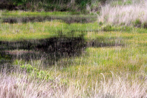 Grass and water in a fen
