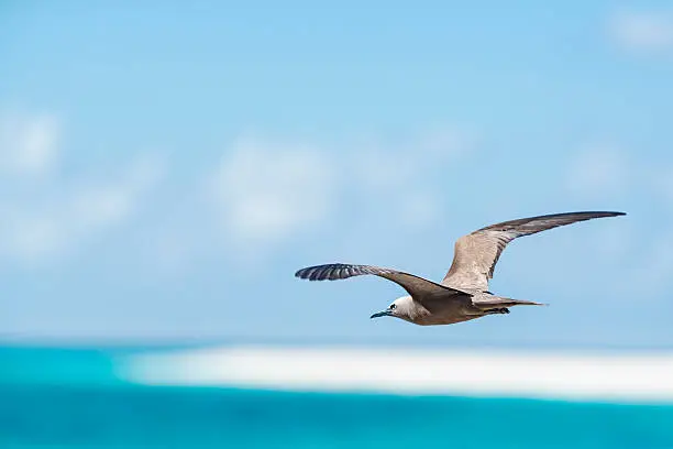 White-capped Noddy (Anous minutus) flying low over surface of sea, Bird Island, Seychelles