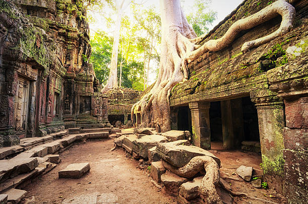 Angkor Wat Cambodia. Ta Prohm Khmer temple Angkor Wat Cambodia. Ta Prohm Khmer ancient Buddhist temple in jungle forest. Famous landmark, place of worship and popular tourist travel destination in Asia. siem reap stock pictures, royalty-free photos & images