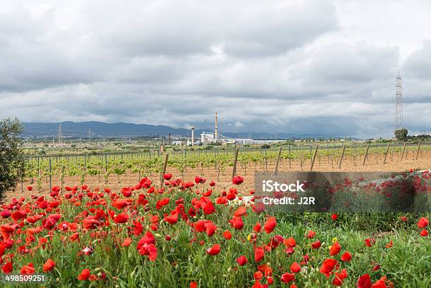 Vineyards And Industry Stock Photo - Download Image Now - Catalonia, Flower, Vineyard