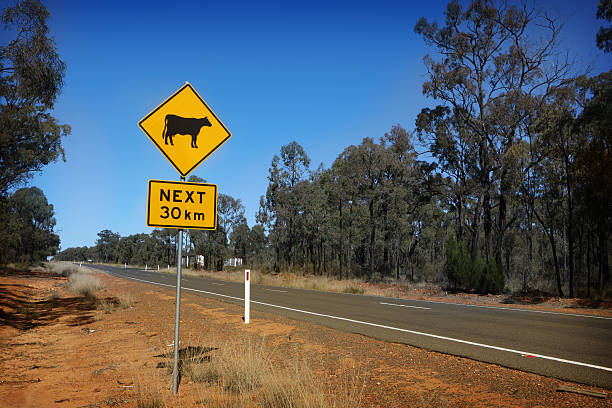 istock Cow Crossing Sign in Rural Australia 498510371