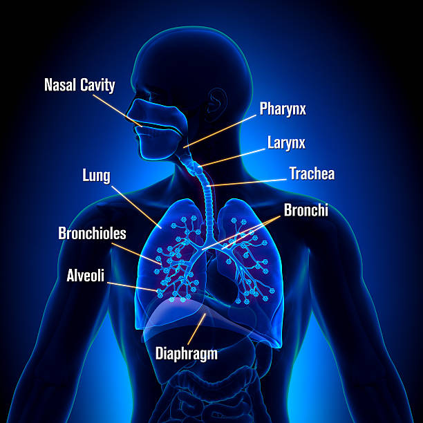 Respiratory System - detailed view Respiratory System - detailed view decade stock pictures, royalty-free photos & images