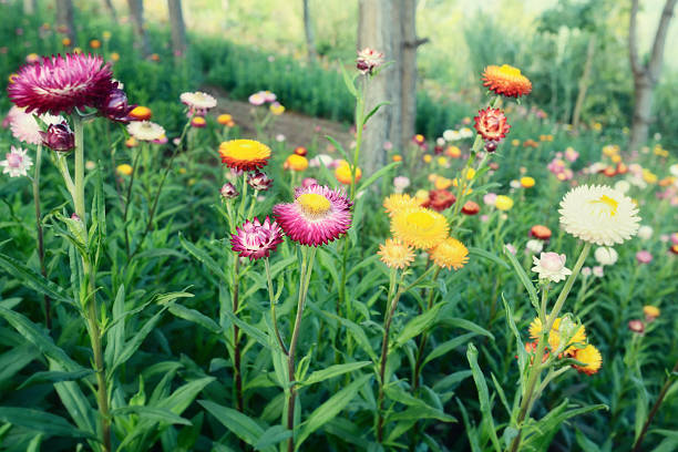 istock Field of flowers 498511757