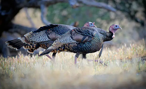 Wild turkeys walking with heads down with woodland background,