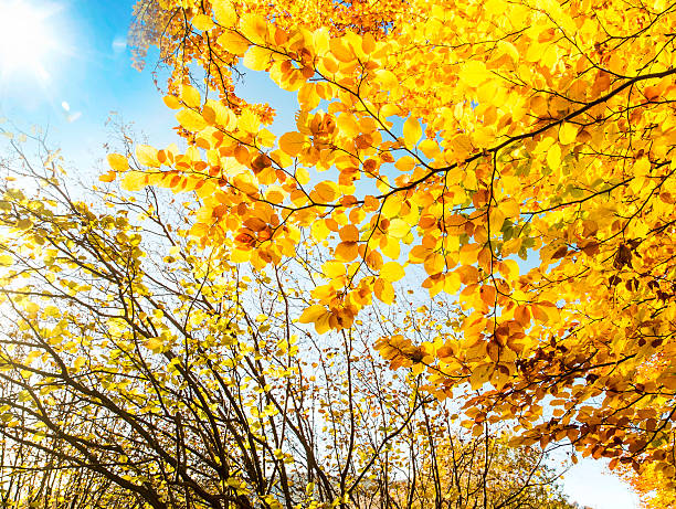 istock Fall Light in the Tree Branches with Colorful Yellow Leaves 498522922