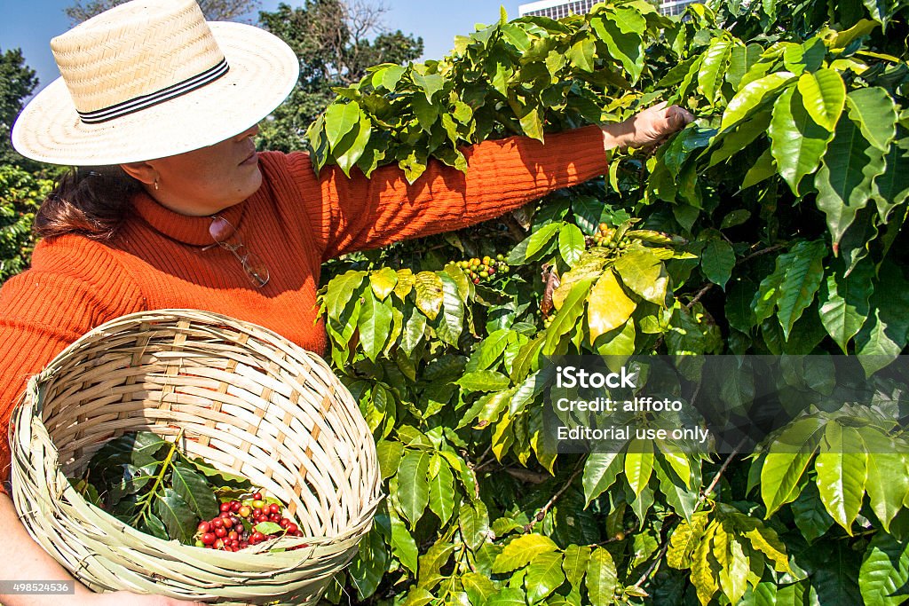 harvesting coffee Sao Paulo, Brazil. June 18, 2009. Woman harvesting coffee on the orchard of the Biological Institute, the oldest urban coffee plantation in the country, located in Vila Mariana, south of São Paulo 2015 Stock Photo