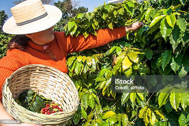 Harvesting Coffee Stock Photo - Download Image Now - 2015, Agricultural Field, Agricultural Occupation