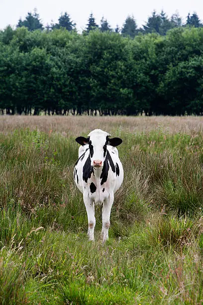 Frontal view of Calf in a meadow