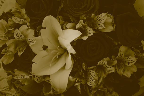istock Flower bouquet soft color duotone style for background. 498525009