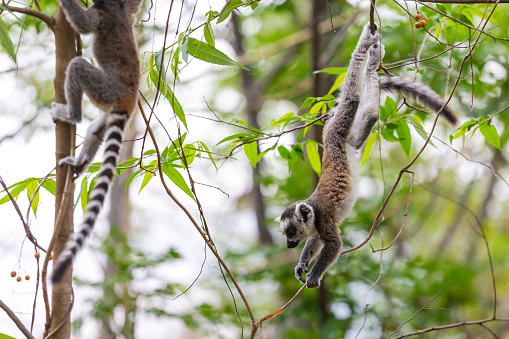 Ring tailed lemurs jumping and playing on trees in a green jungle in Madagascar
