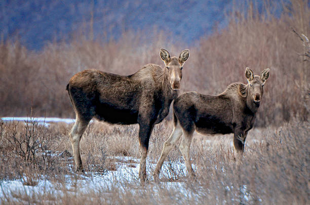 Alaskan Moose Cow and Calf