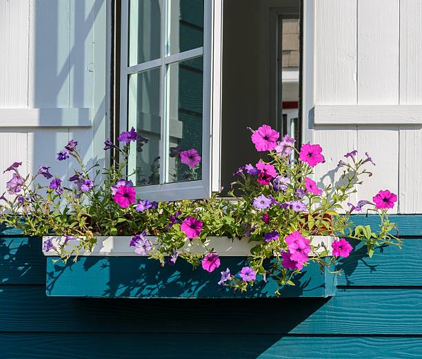 istock White window decorated with petunia flower box 498525308