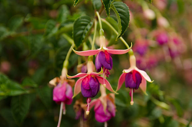 istock Typical flowers of the Peruvian jungle 498525729