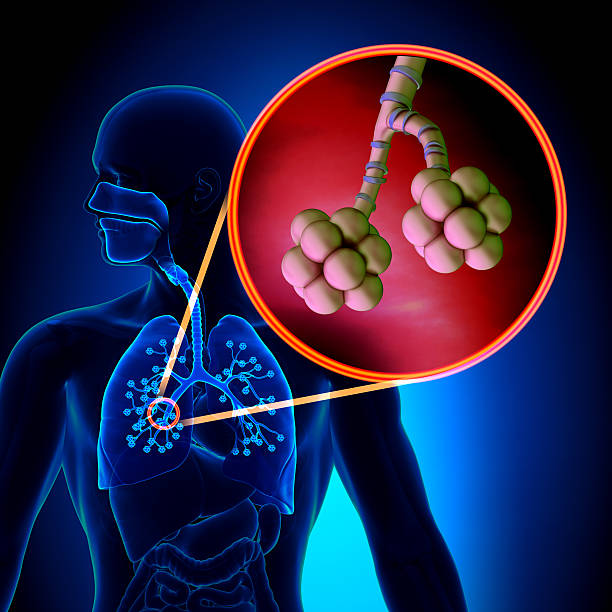istock Lungs Alveoli - Human Respiratory System Anatomy 498526169