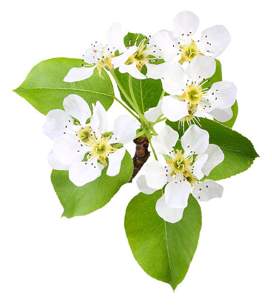 istock Branch of apple tree with leaf and flowers 498526303