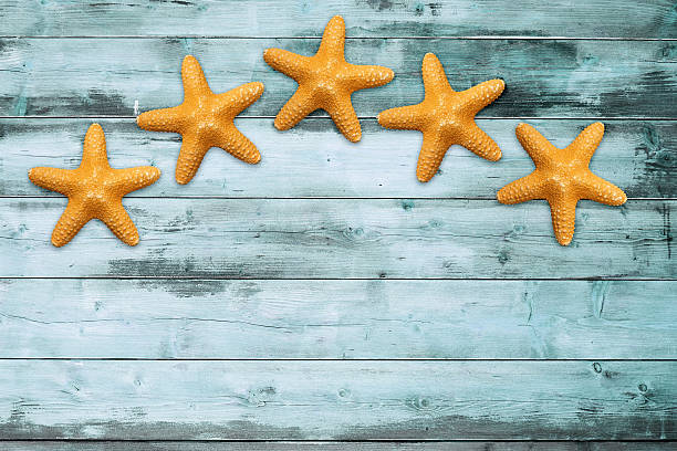 istock sea stars on a turquoise board 498526337