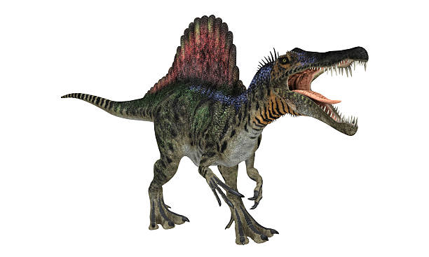 Spinosaurios Isolated Digital isolated big dinosaur (Spinosaurios) spinosaurus stock pictures, royalty-free photos & images