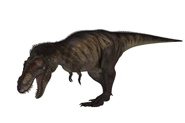 T-Rex Isolated stock photo