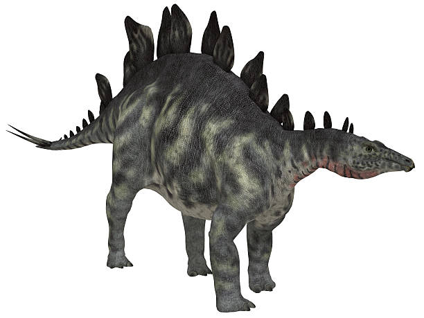 stegosauro isolato - stegosauro foto e immagini stock