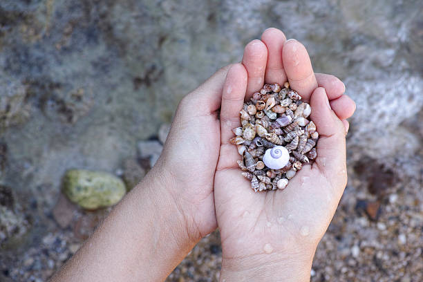 istock Pile of seashells in palms 498526810