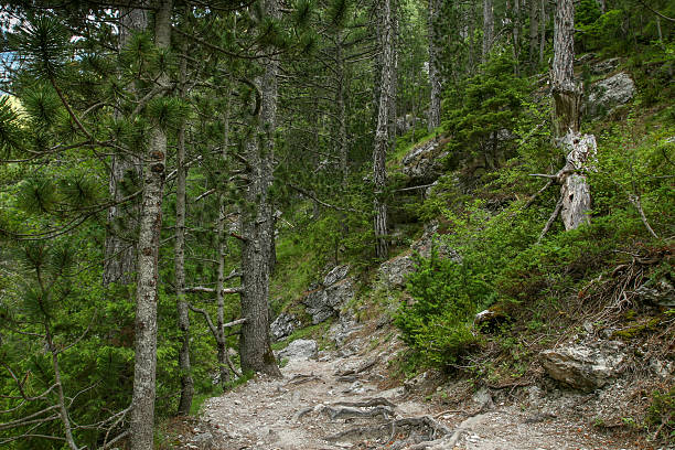 istock Hiking path in Olympus mountain-Greece 498527120