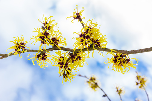 Hazel shrub or Hamamelis mollis with yellow flowers clouds and blue sky. I took this photo on a sunny day in january. This is one of the first blossoming wild plants in europe. The brenches have no leaves yet so the bright color is more striking.
