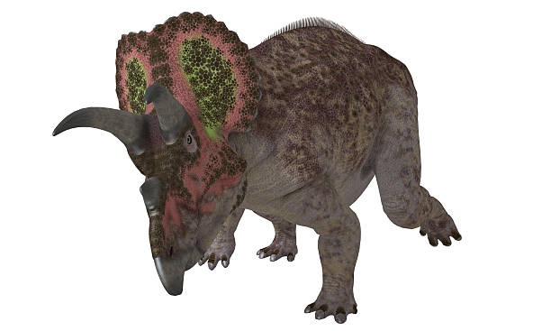 Triceratops Isolated stock photo