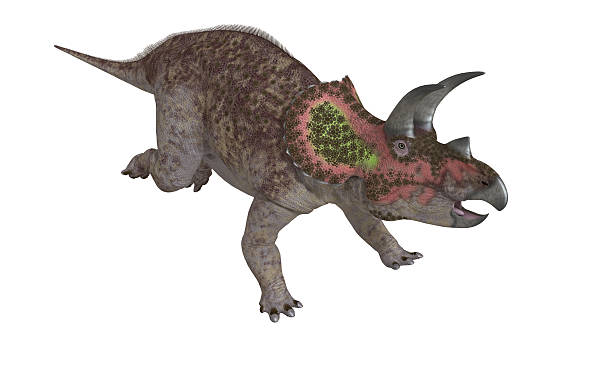 Triceratops Isolated stock photo
