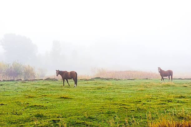 Horses on Foggy Morning - Two horses in scenic rural area.  Colorado USA.