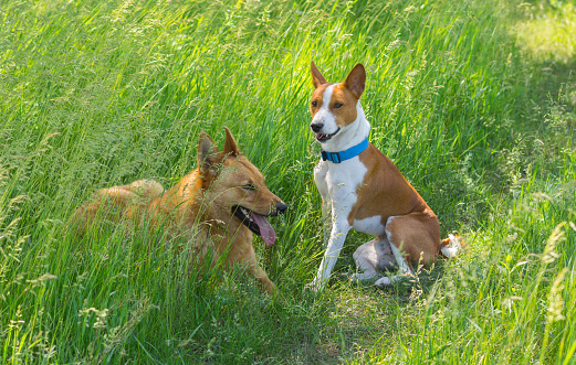 Two young friends (basenji right and mixed breed dog left) having rest in the morning spring grass