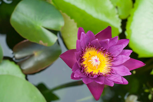 Purple water lily. Purple water lily. nymphaea stellata stock pictures, royalty-free photos & images
