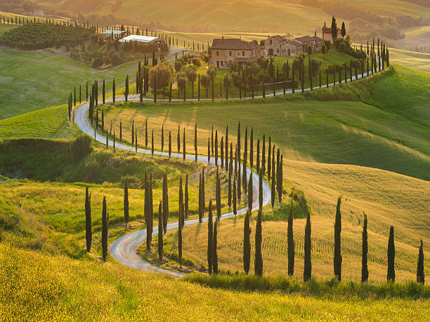 istock Beautiful cypress-lined road in the light of the setting sun 498528505