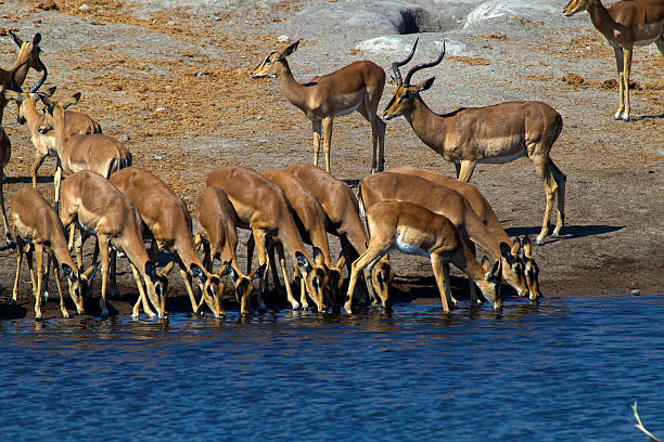 istock Impalas drinking at Chudob waterhole at Etosha National Park, Namibia 498528510