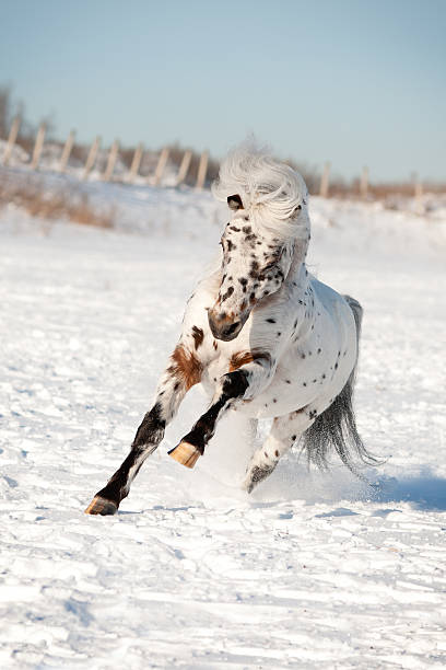 istock appaloosa pony runs free through the winter field 498528659