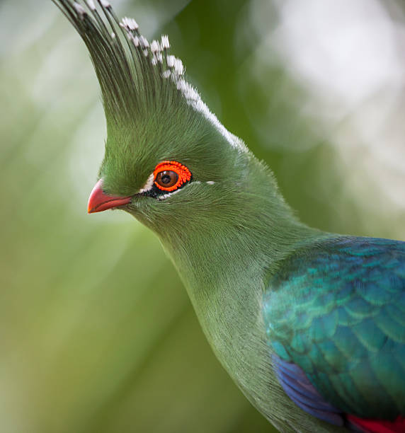 istock Head shot of Schalow's Turaco (Tauraco schalowi) 498528719