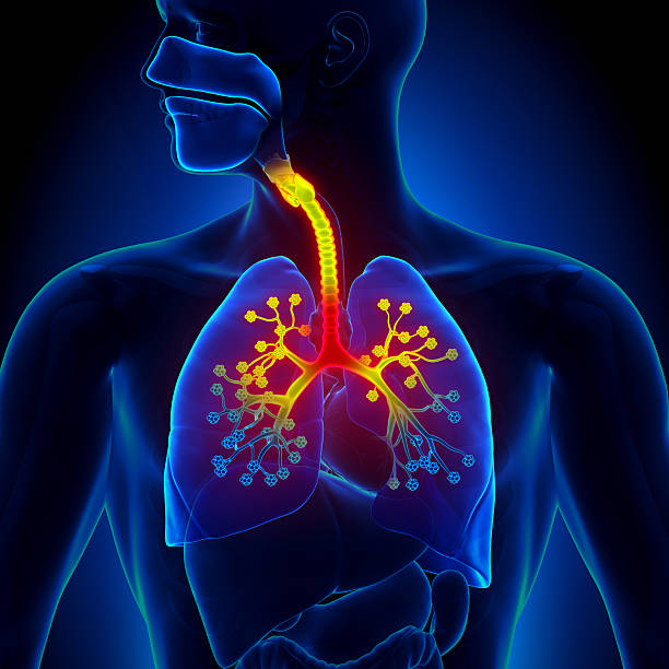 bronchiolitis a inflamação dos bronchioles - árvore brônquica - fotografias e filmes do acervo