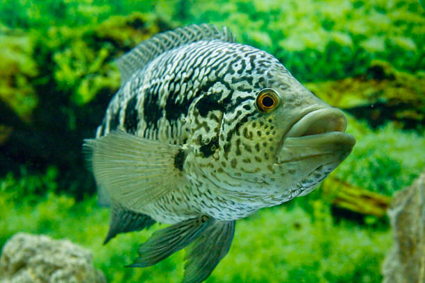istock Cichlidae parachromis managuensis 498529082
