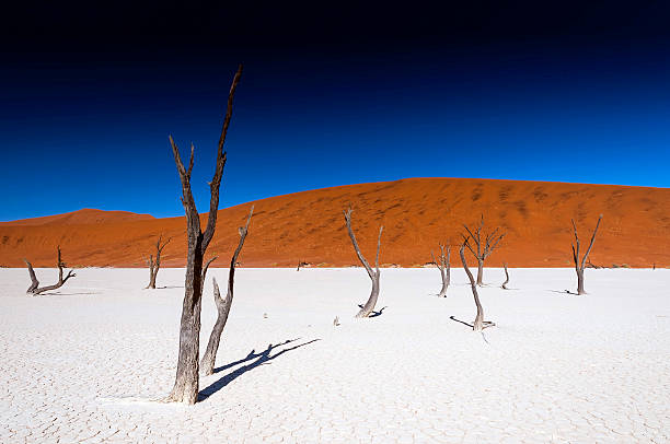 Dead acacia trees in Sossusvlei Pan, Namibia Sossusvlei (sometimes written Sossus Vlei) is a salt and clay pan surrounded by high red dunes, located in the southern part of the Namib Desert, in the Namib-Naukluft National Park of Namibia. The name "Sossusvlei" is often used in an extended meaning to refer to the surrounding area (including other neighbouring vleis such as Deadvlei and other high dunes), which is one of the major visitor attractions of Namibia. waterless stock pictures, royalty-free photos & images