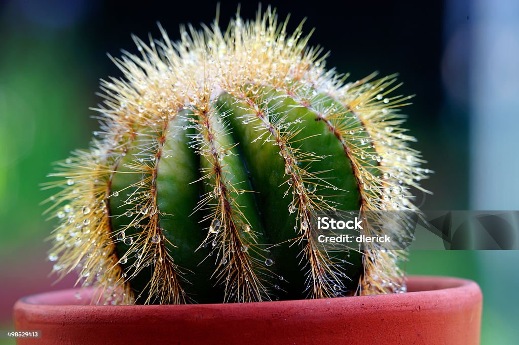 Gros plan de la Nature: Cactus gouttes de rosée - Photo de Aiguille - Partie d'une plante libre de droits