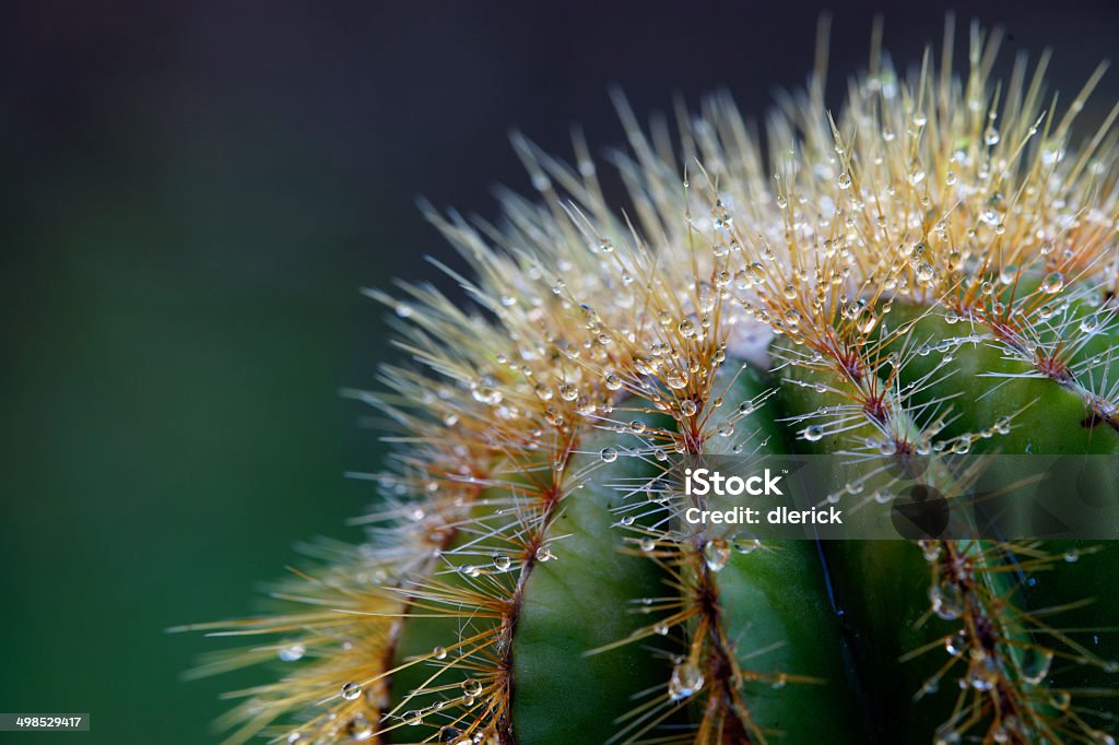 Naturaleza en primer plano: Cactus con gotas de rocío - Foto de stock de Cactus libre de derechos